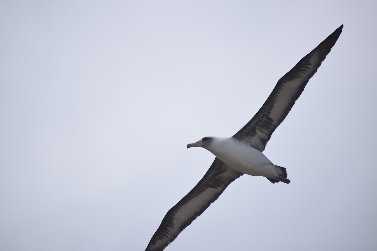 Laysan Albatross - ML616973506