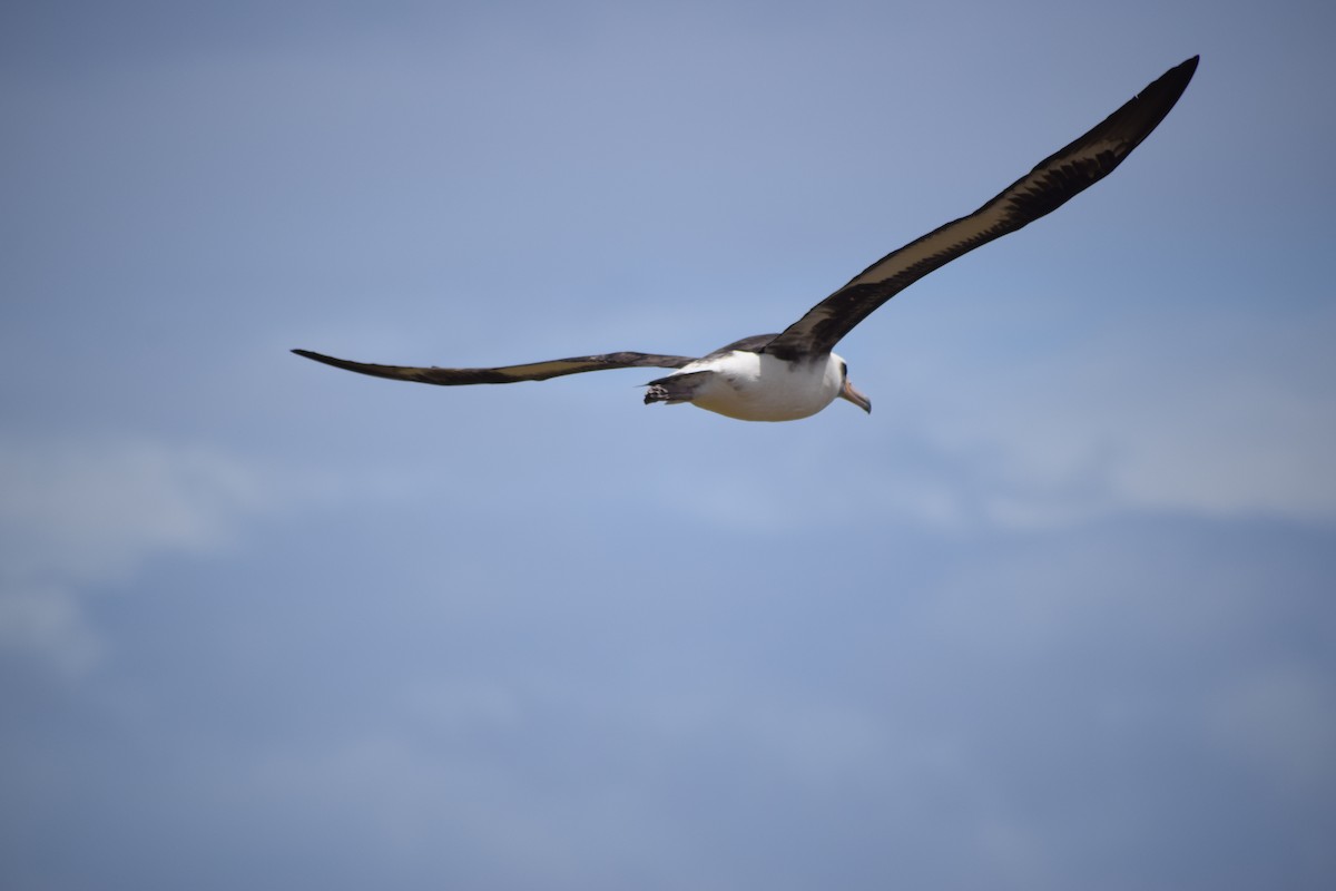albatros laysanský - ML616973507