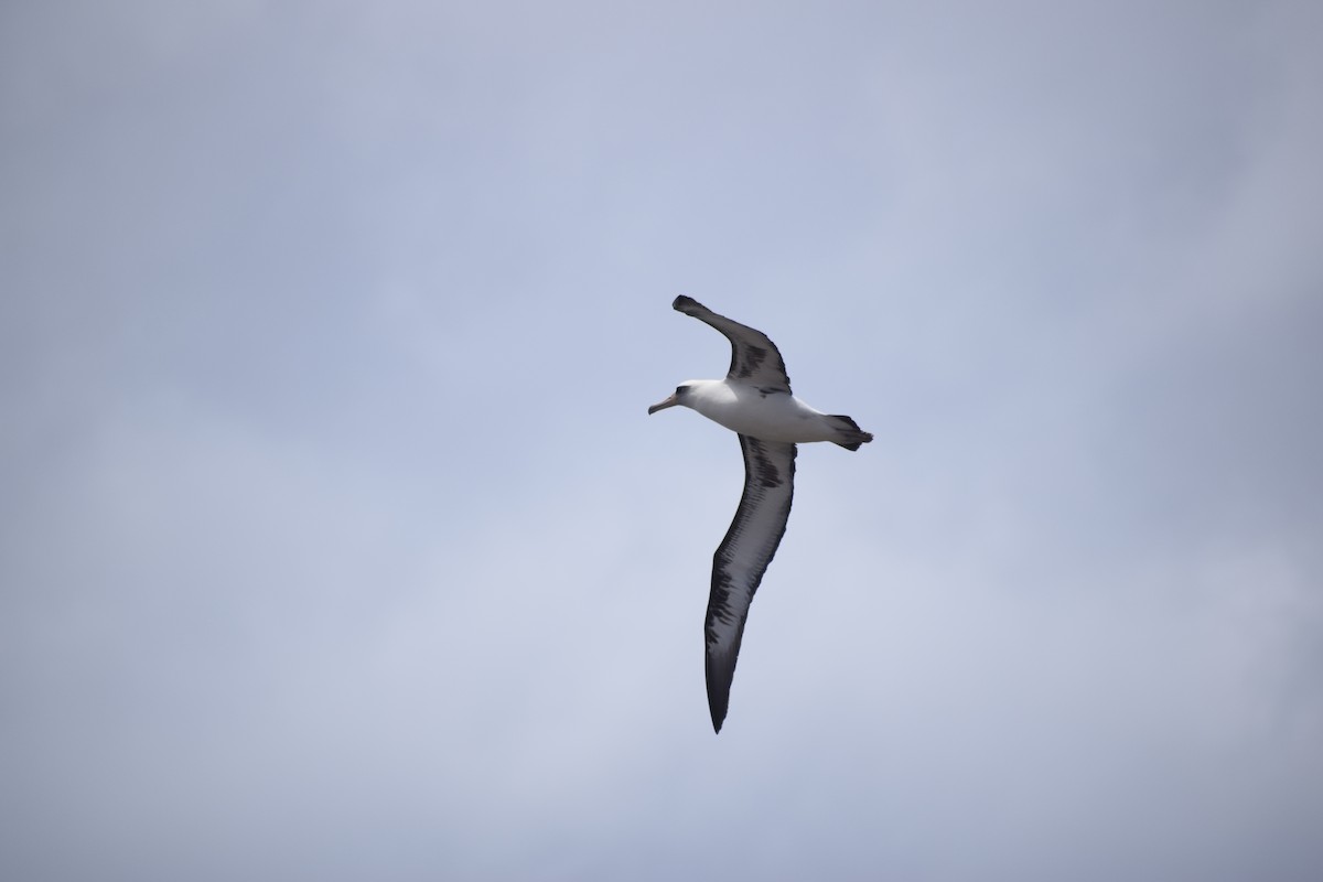 Laysan Albatross - ML616973508