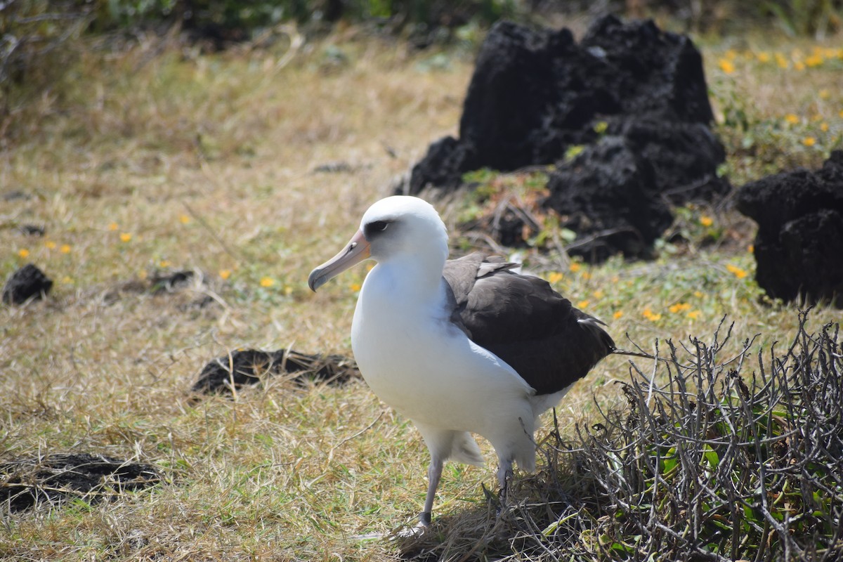 albatros laysanský - ML616973512