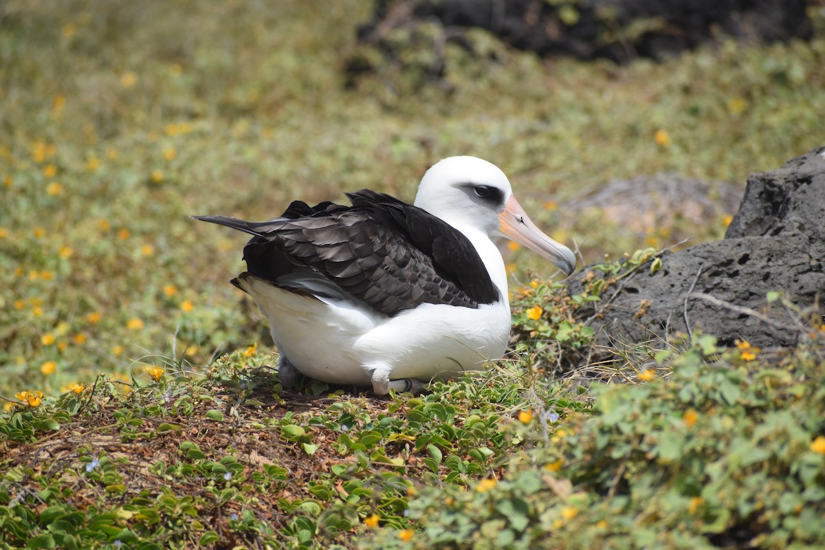 albatros laysanský - ML616973513