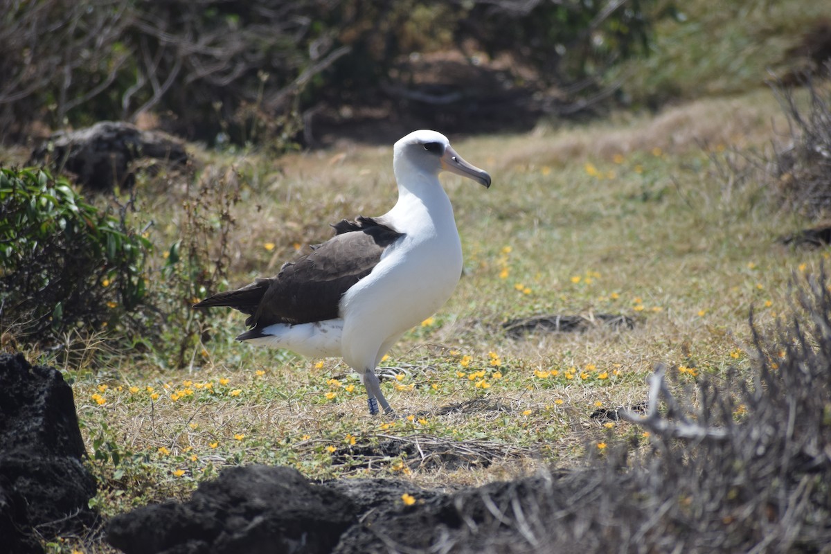 Laysan Albatross - ML616973515