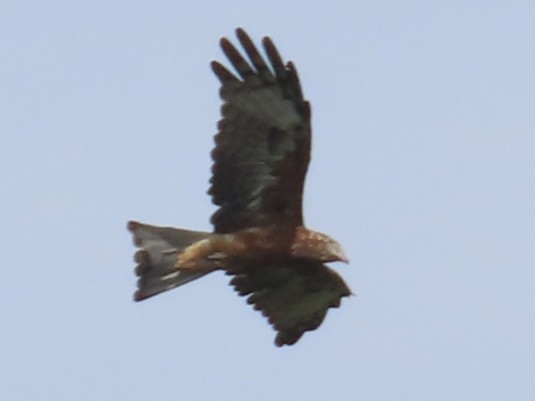 Square-tailed Kite - ML616973543