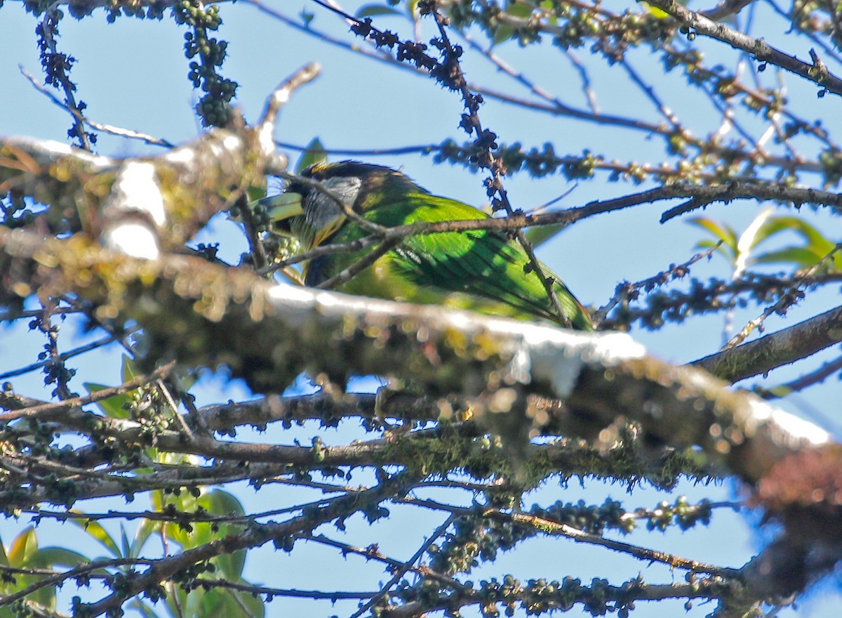 Fire-tufted Barbet - ML616973551