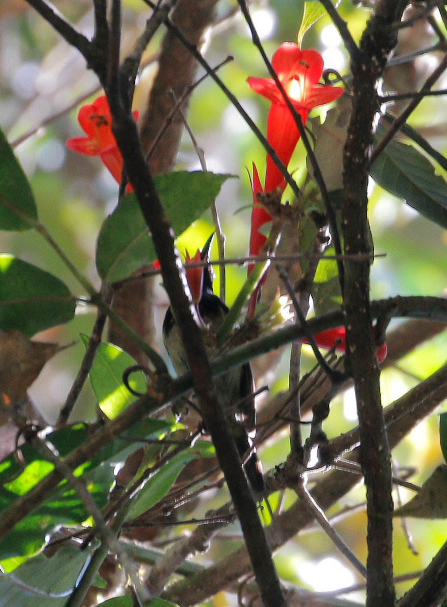 Black-throated Sunbird - ML616973585