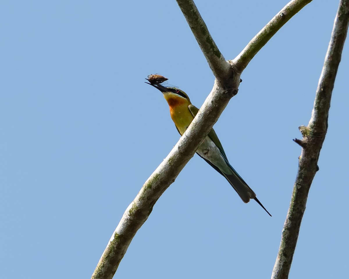 Blue-tailed Bee-eater - ML616973593