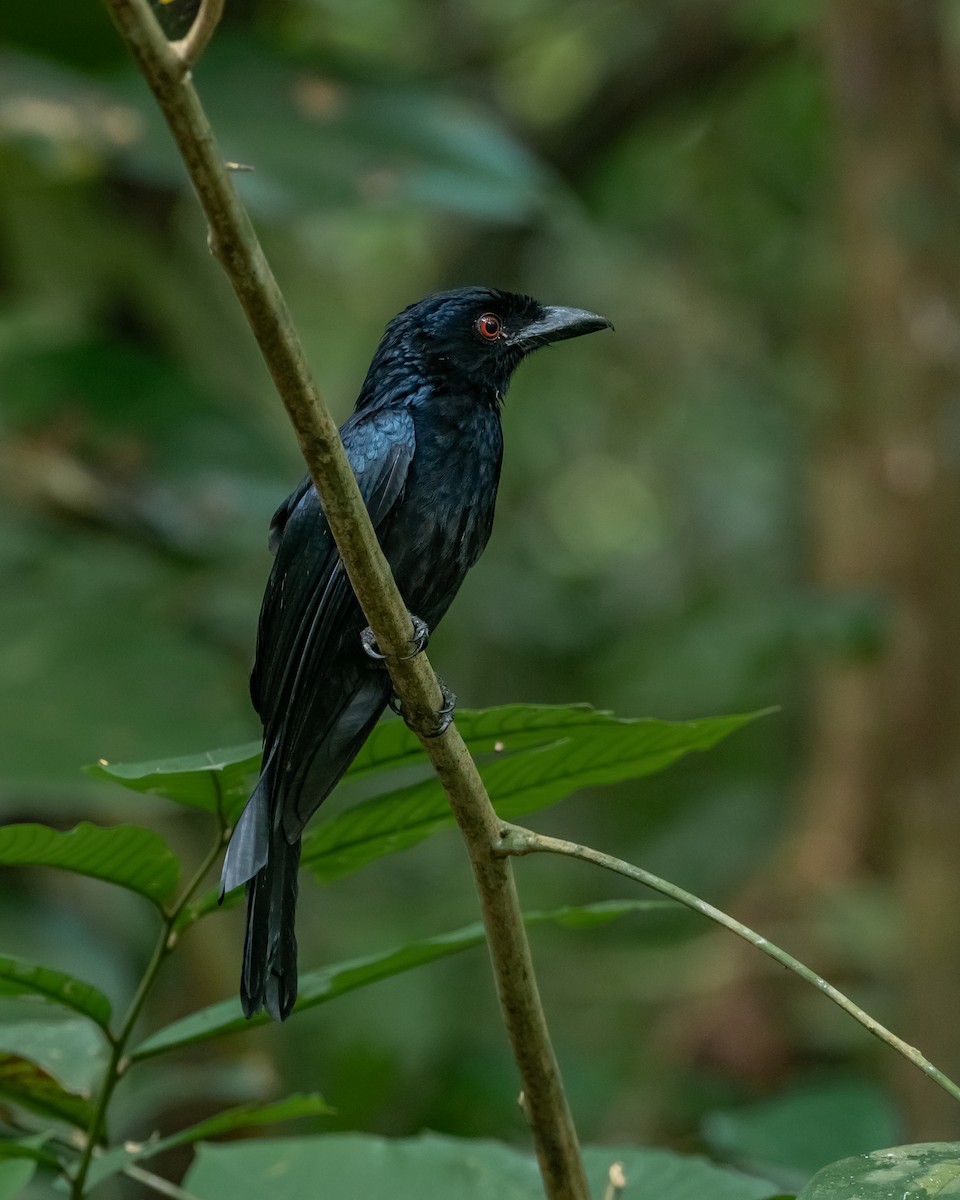 Greater Racket-tailed Drongo - ML616973594