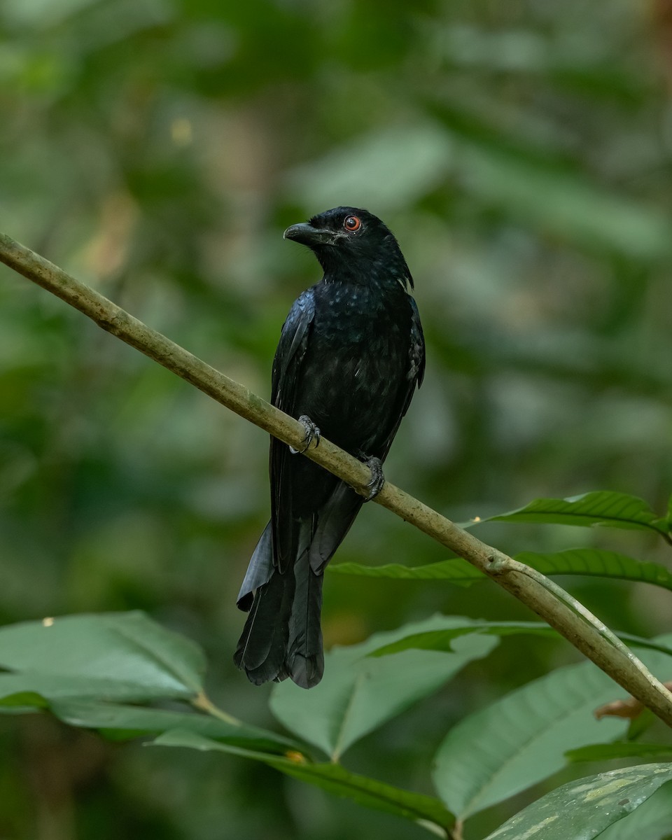 Greater Racket-tailed Drongo - ML616973595