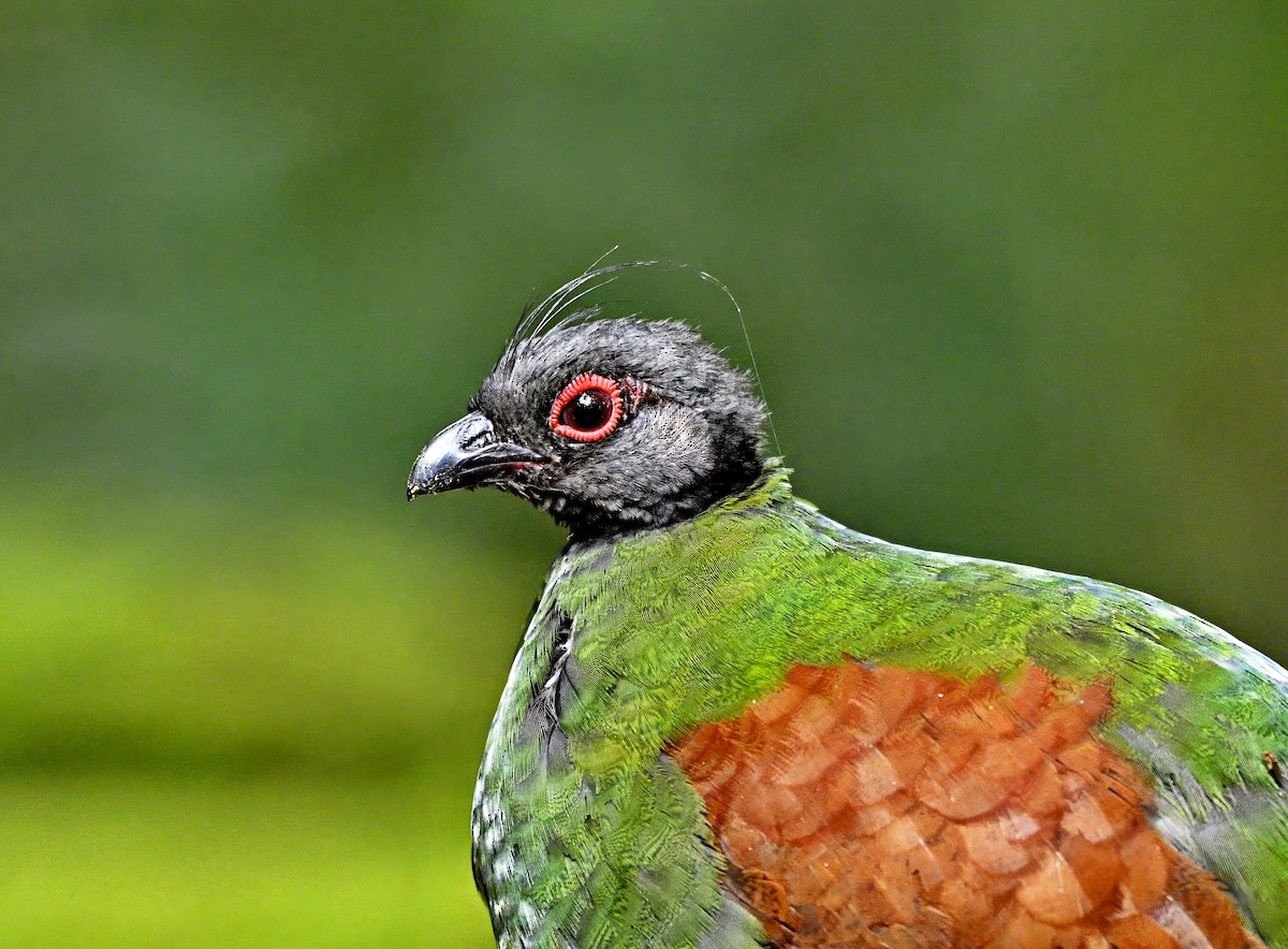 Crested Partridge - ML616973607
