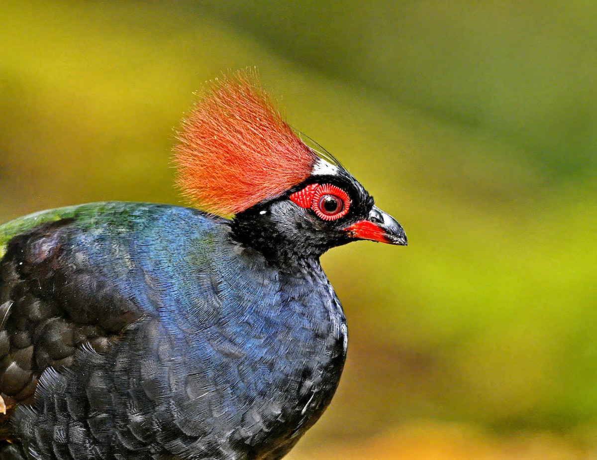 Crested Partridge - ML616973608