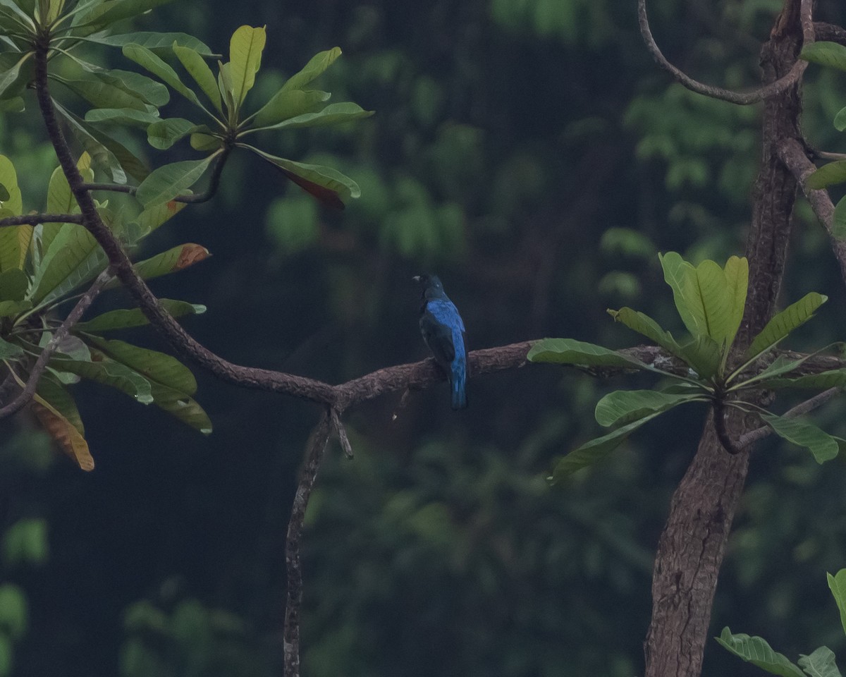 Asian Fairy-bluebird - ML616973616