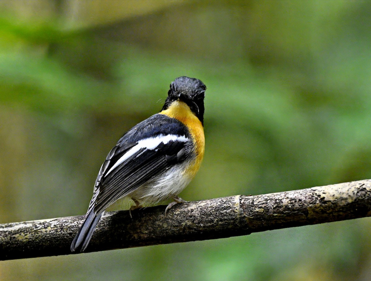 Rufous-chested Flycatcher - ML616973637