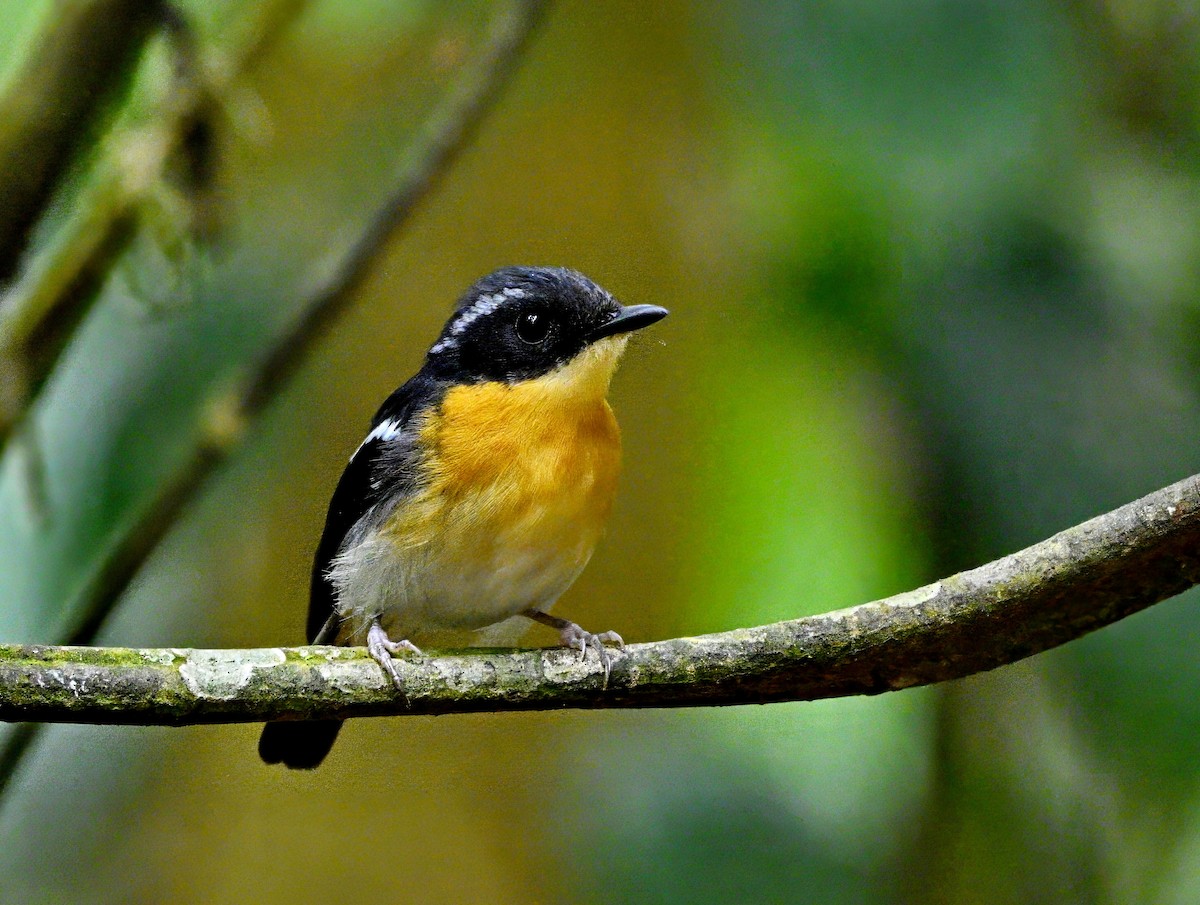 Rufous-chested Flycatcher - ML616973638