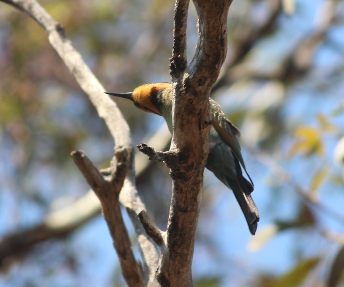 Rainbow Bee-eater - Janine Duffy