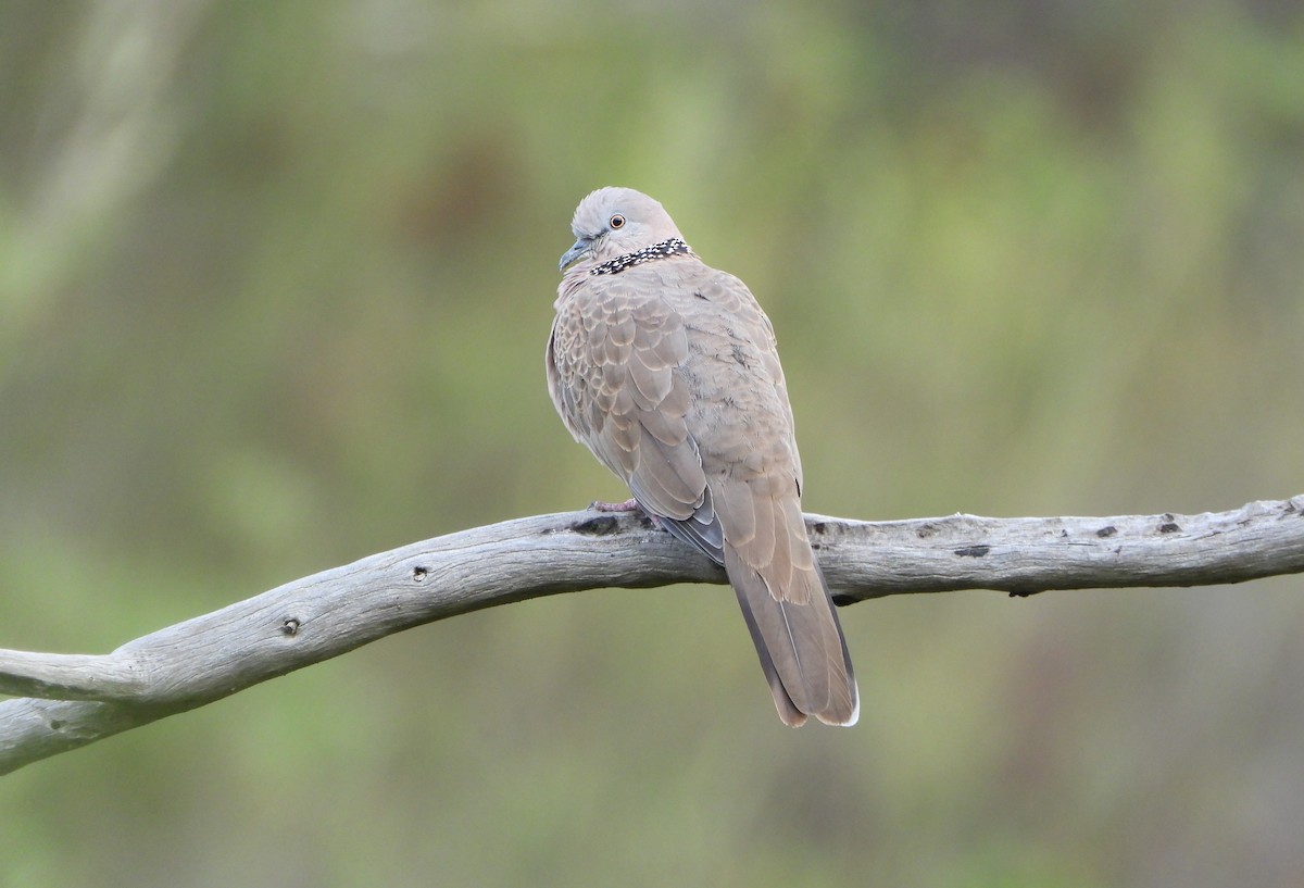 Spotted Dove - ML616973785