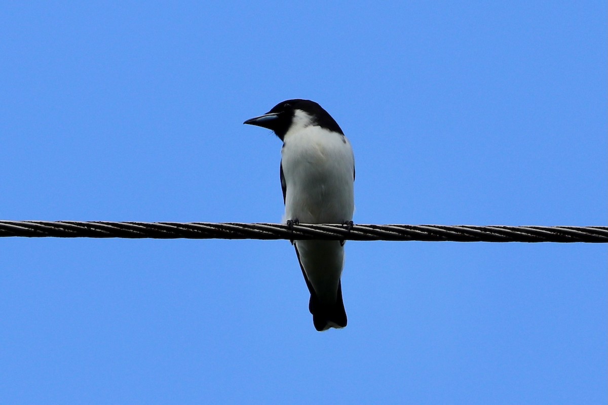 Fiji Woodswallow - ML616973824