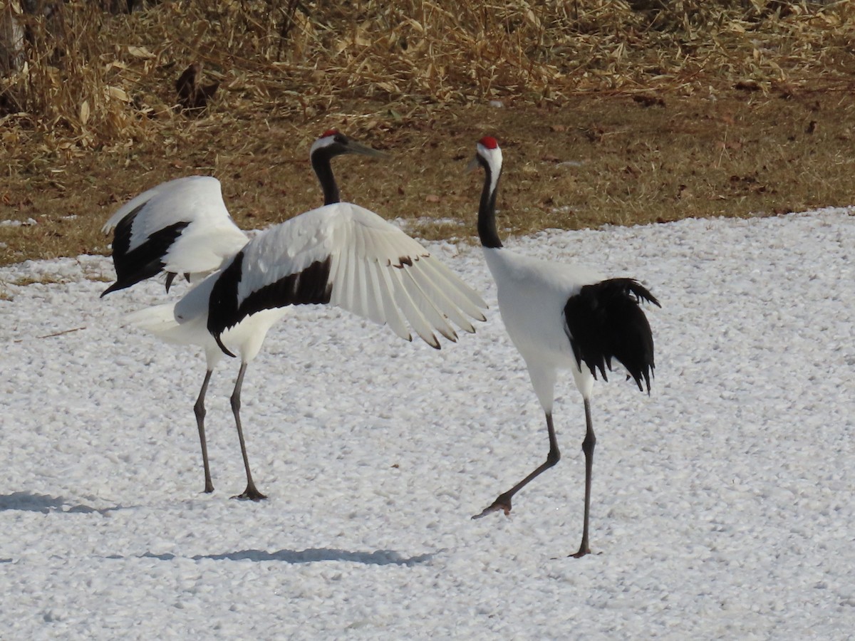 Red-crowned Crane - ML616973841