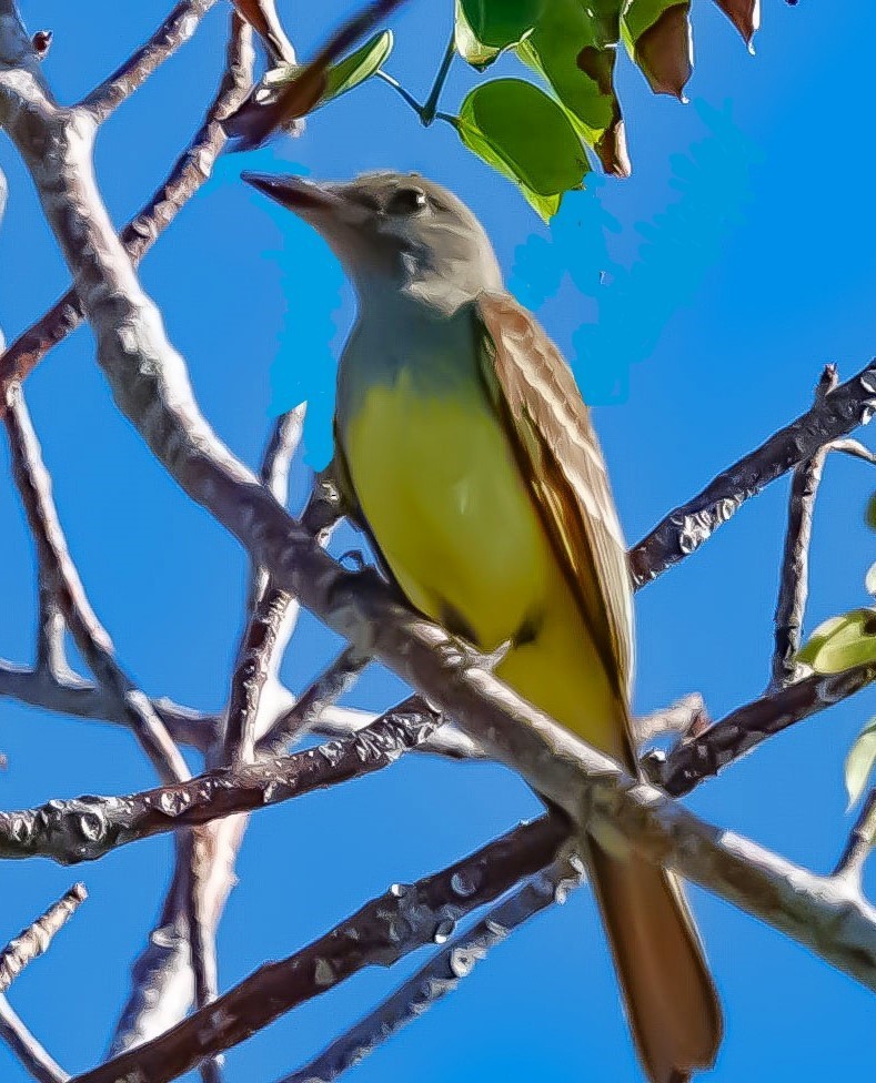 Great Crested Flycatcher - ML616973956