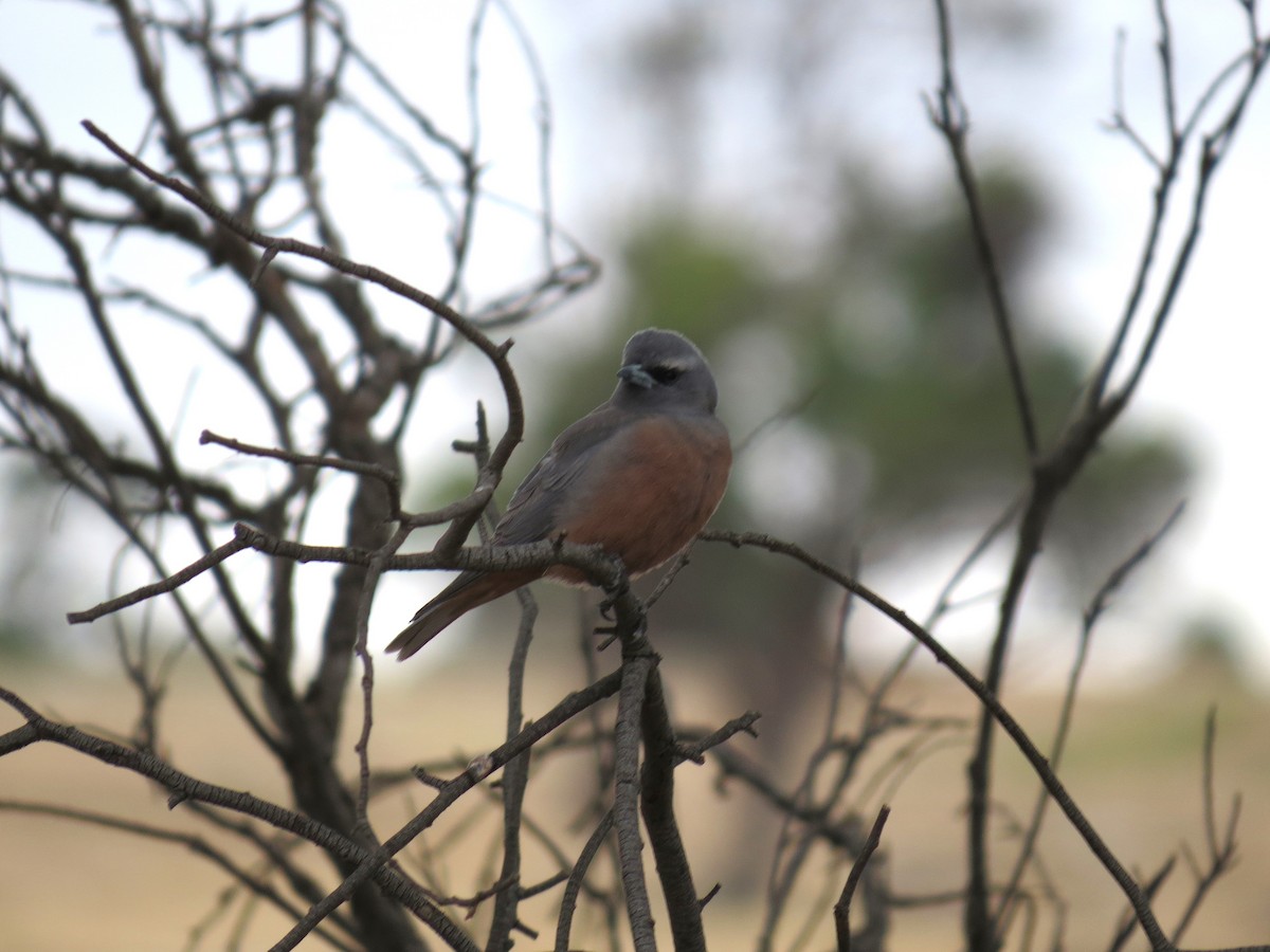 White-browed Woodswallow - ML616974102