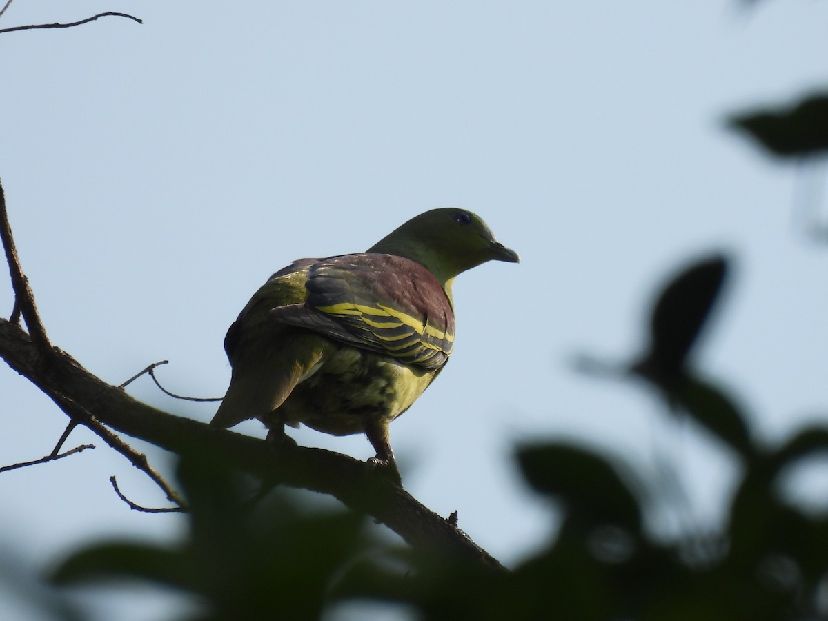 Gray-fronted Green-Pigeon - ML616974115