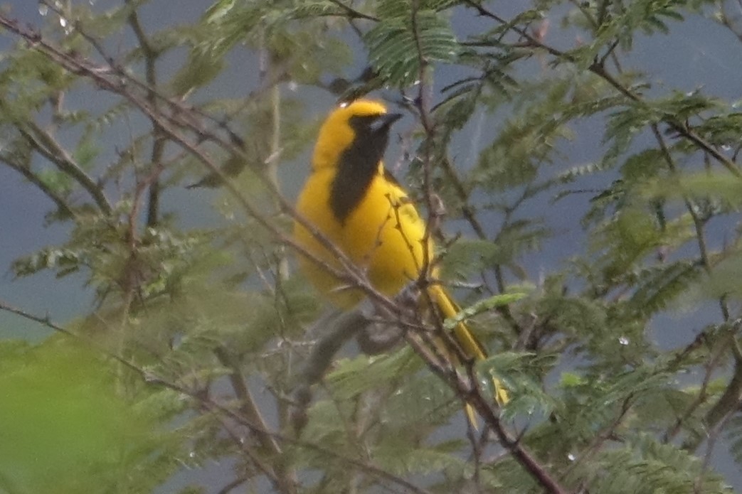 Yellow-tailed Oriole - ML616974142