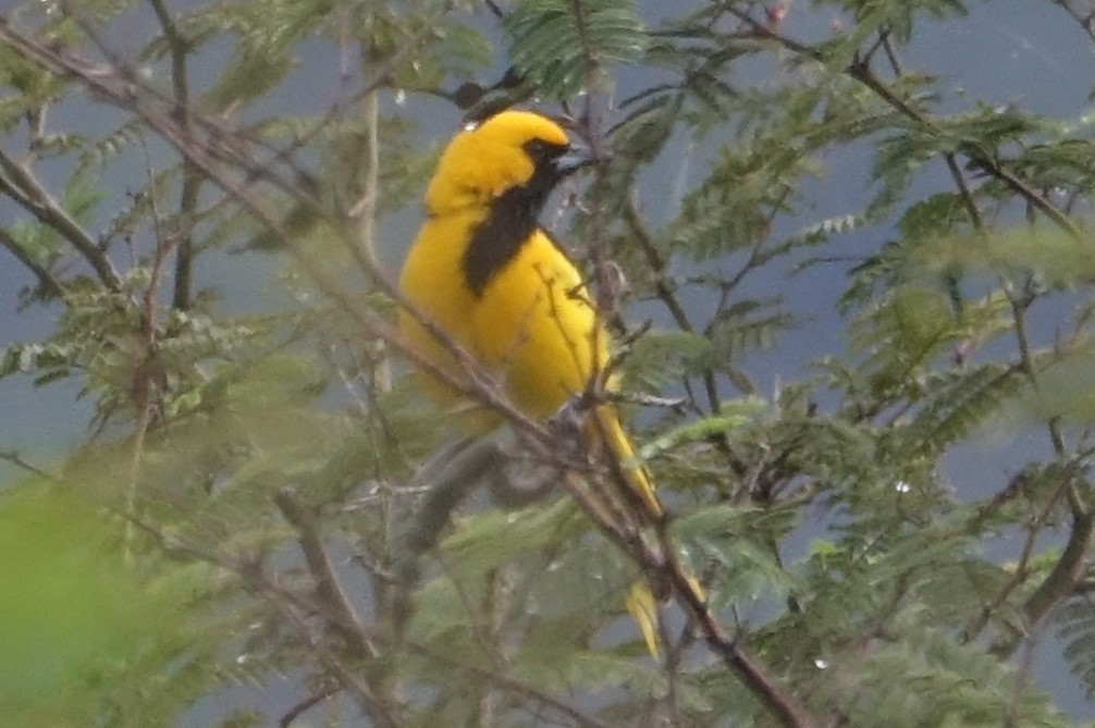 Yellow-tailed Oriole - ML616974143