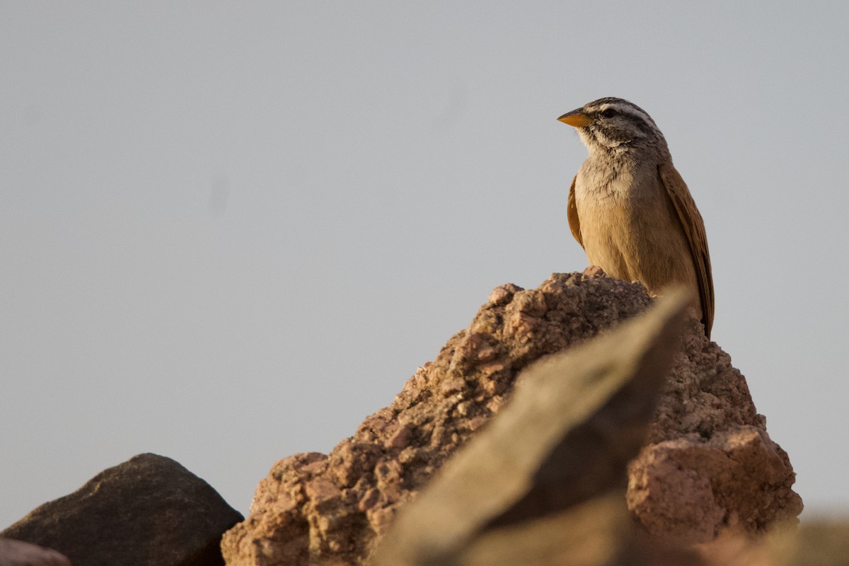 Striolated Bunting - ML616974170