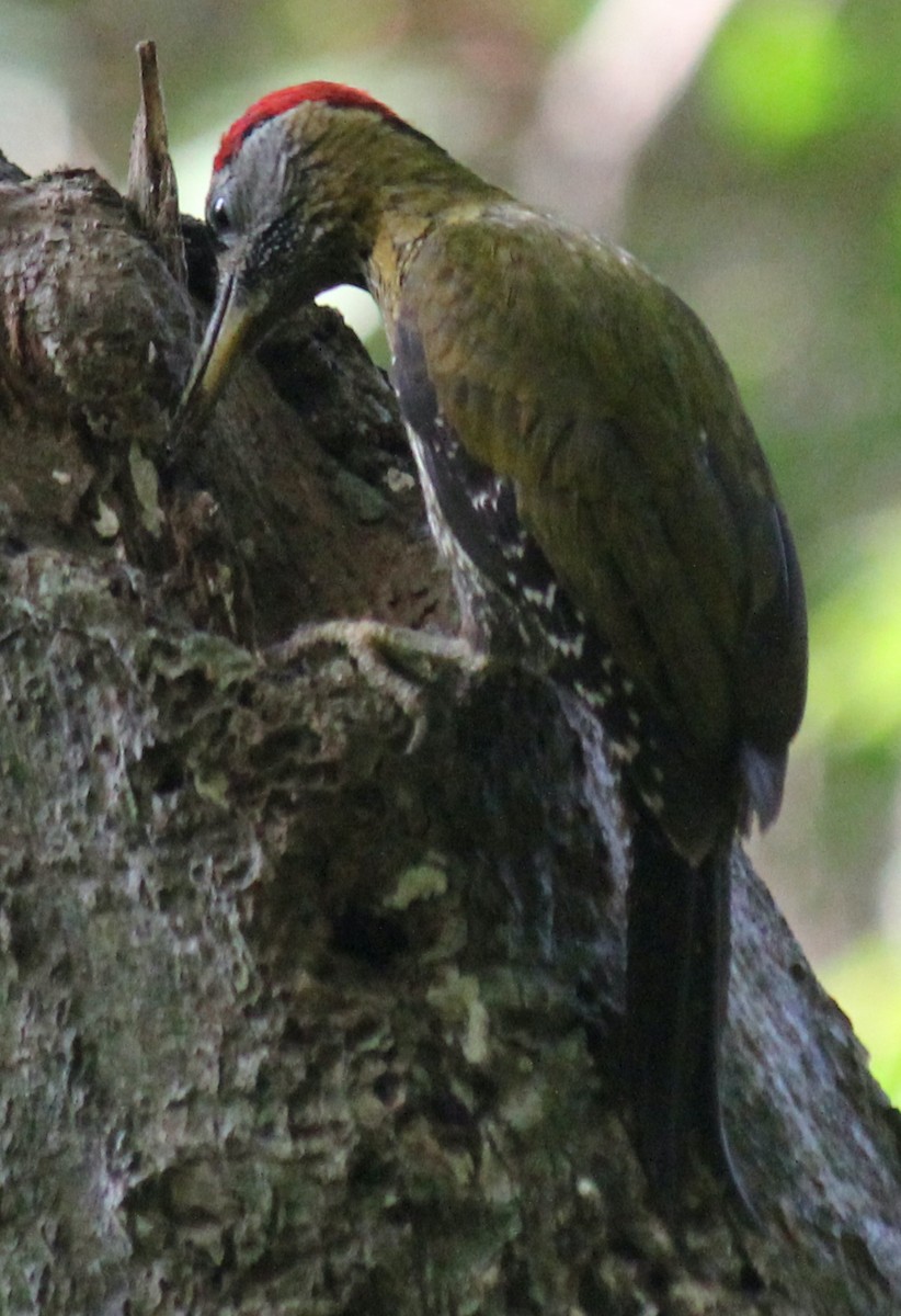 Streak-breasted Woodpecker - ML616974263