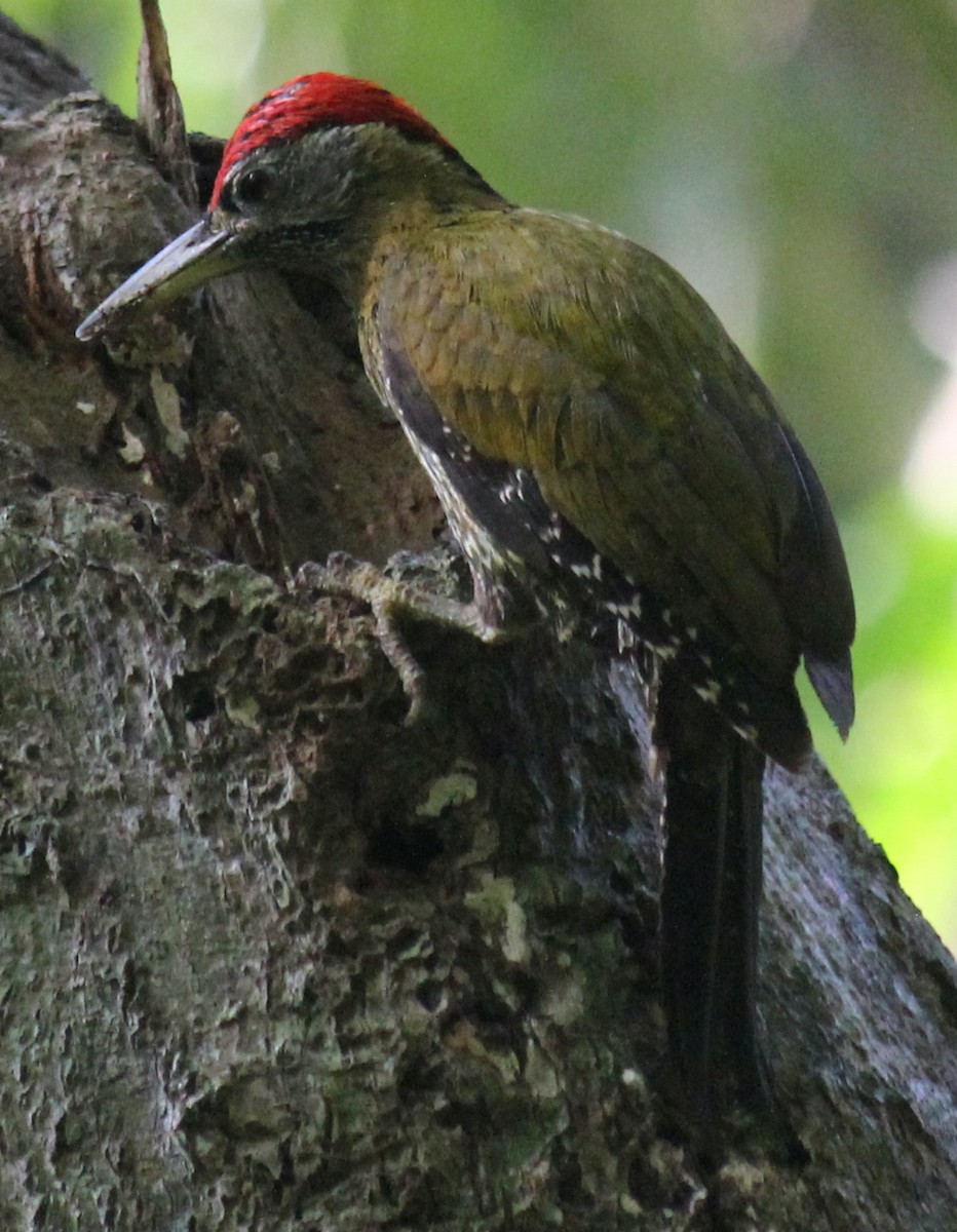 Streak-breasted Woodpecker - ML616974264