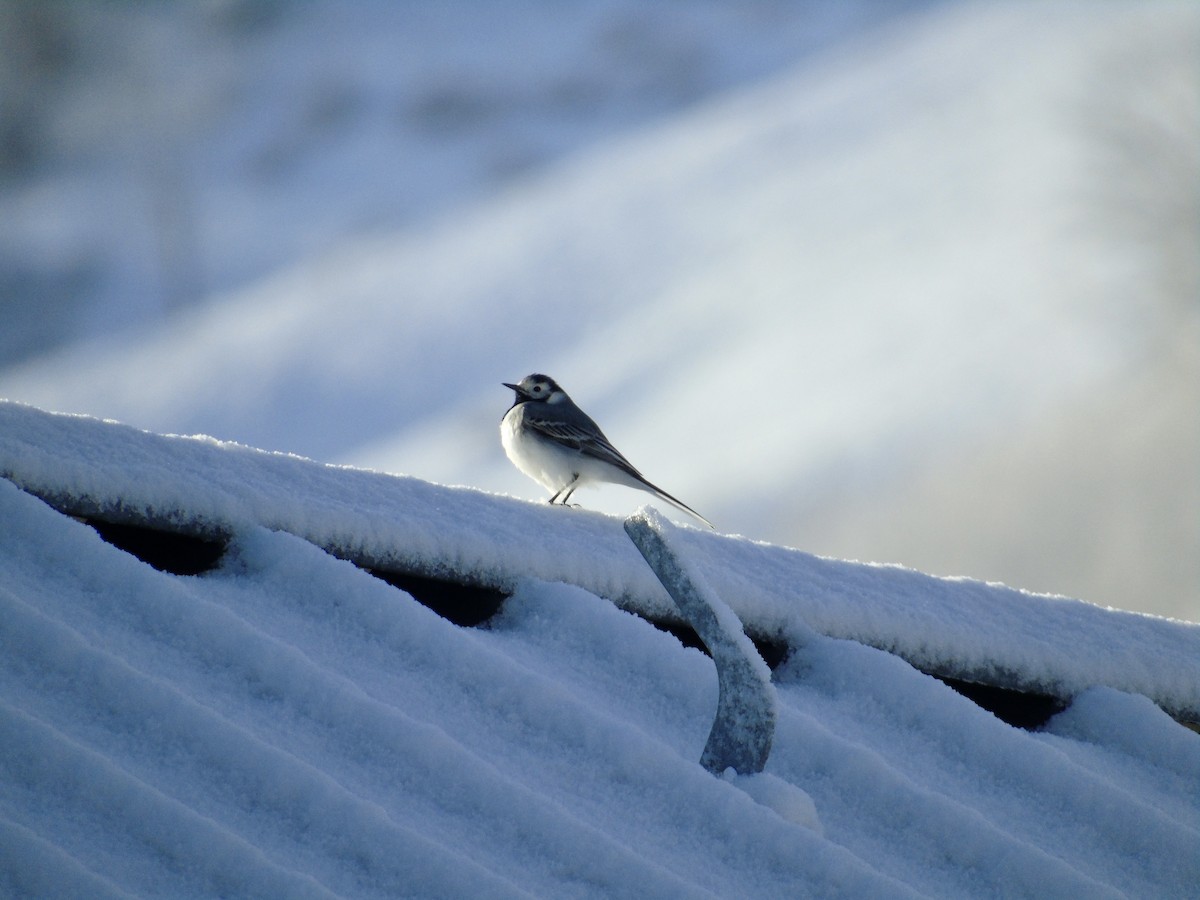 White Wagtail (White-faced) - ML616974338