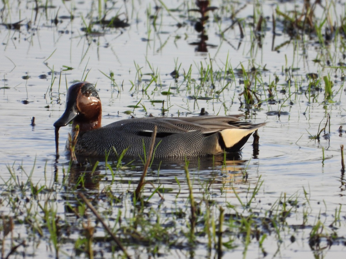 Green-winged Teal - ML616974344