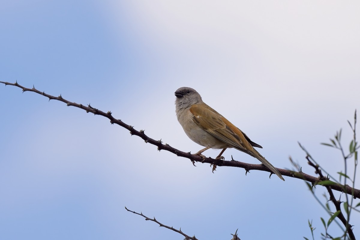 Southern Gray-headed Sparrow - ML616974380