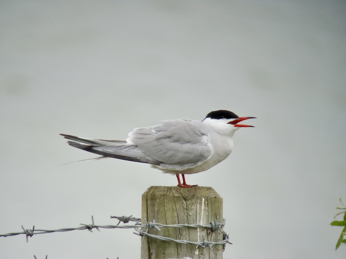 Common Tern - Rich Bayldon