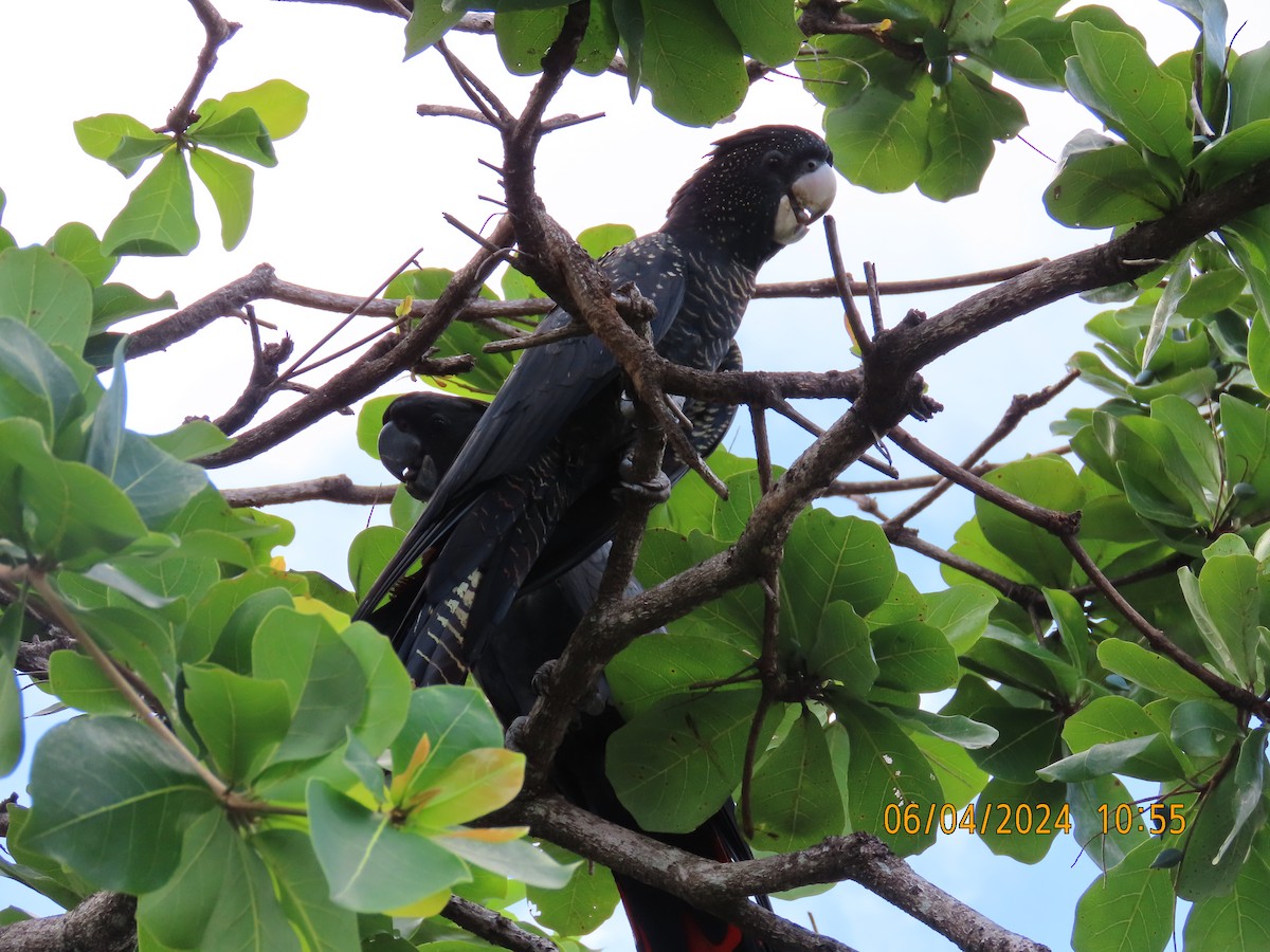 Red-tailed Black-Cockatoo - ML616974532