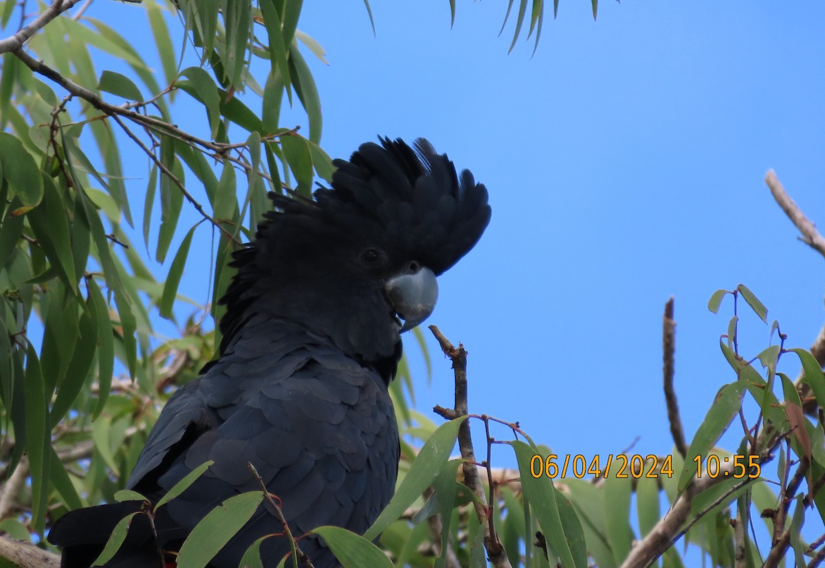 Red-tailed Black-Cockatoo - ML616974537