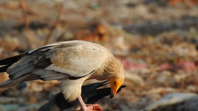Egyptian Vulture - ML616974567