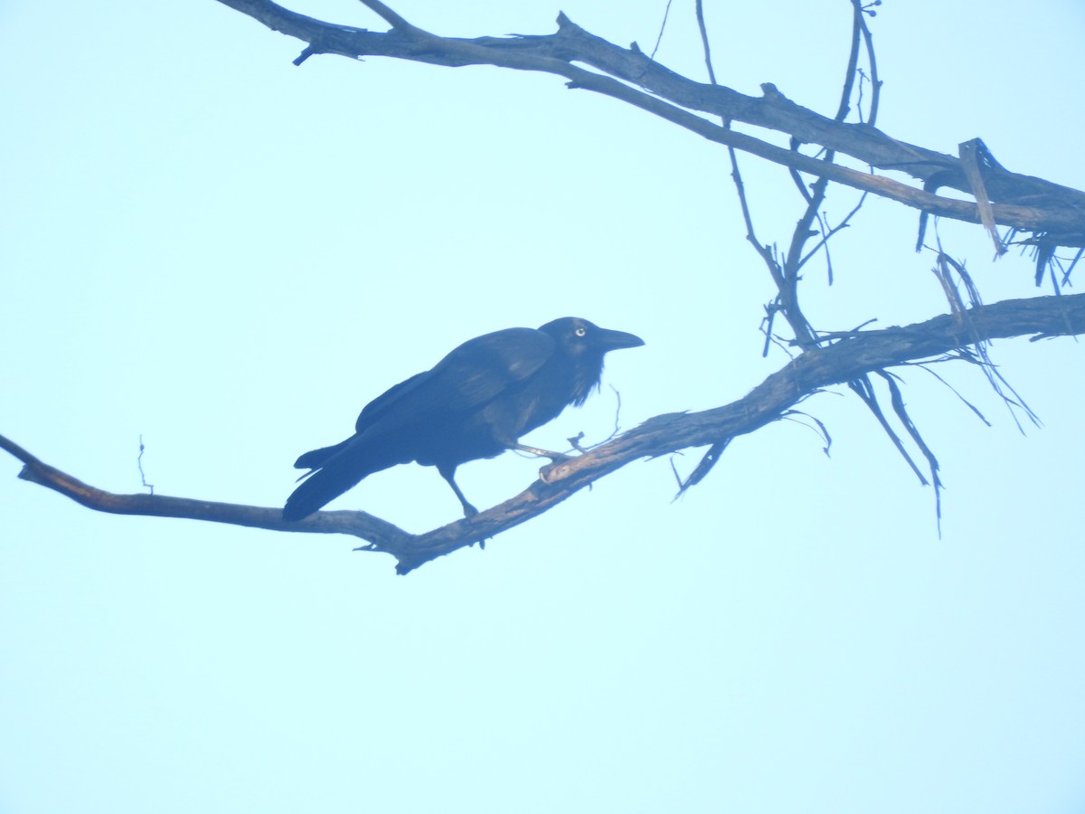 Australian Raven - ML616974629