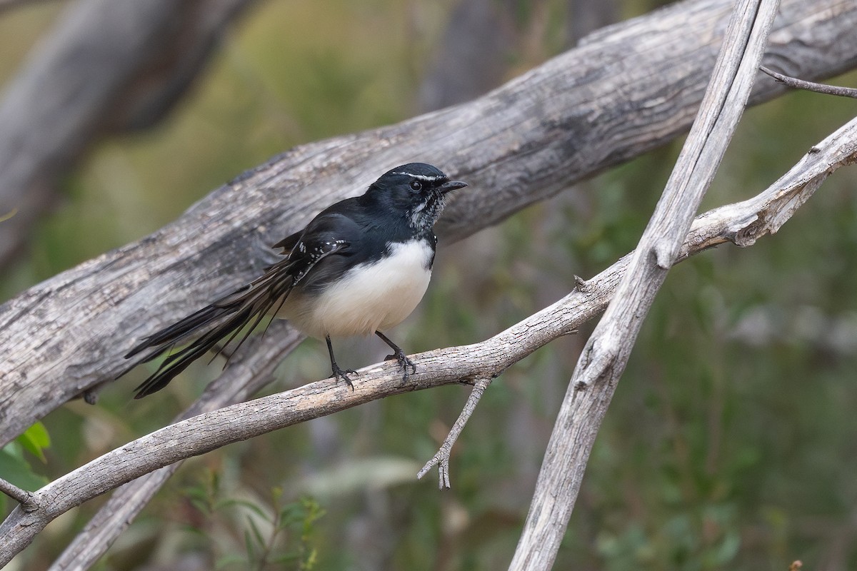 Willie-wagtail - ML616974769
