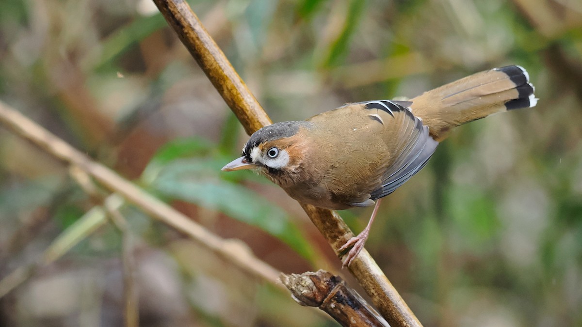Moustached Laughingthrush - ML616974790
