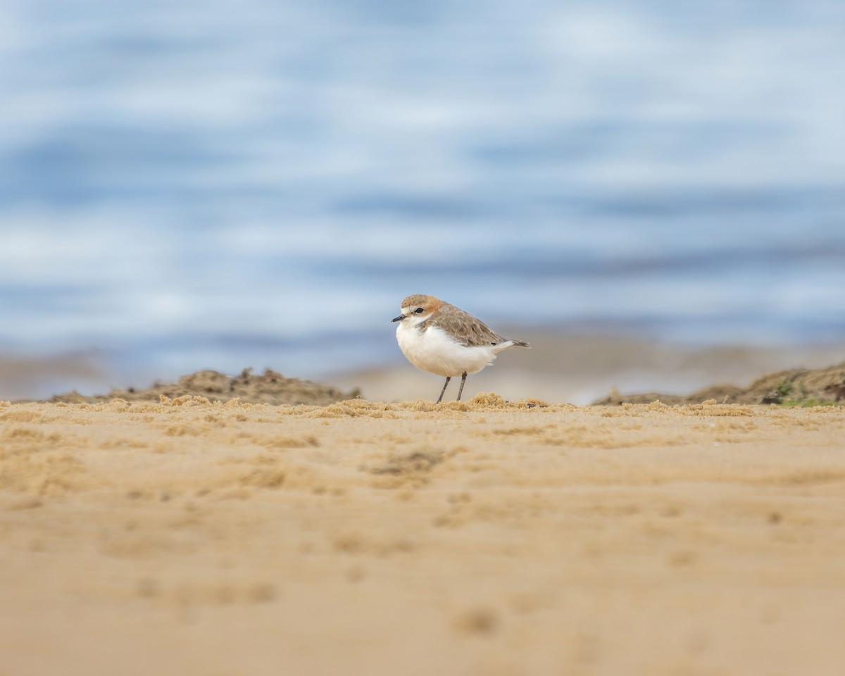 Red-capped Plover - ML616974853