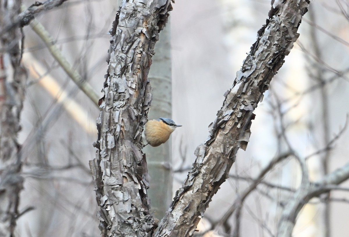 Eurasian Nuthatch (Chinese) - Terry Townshend