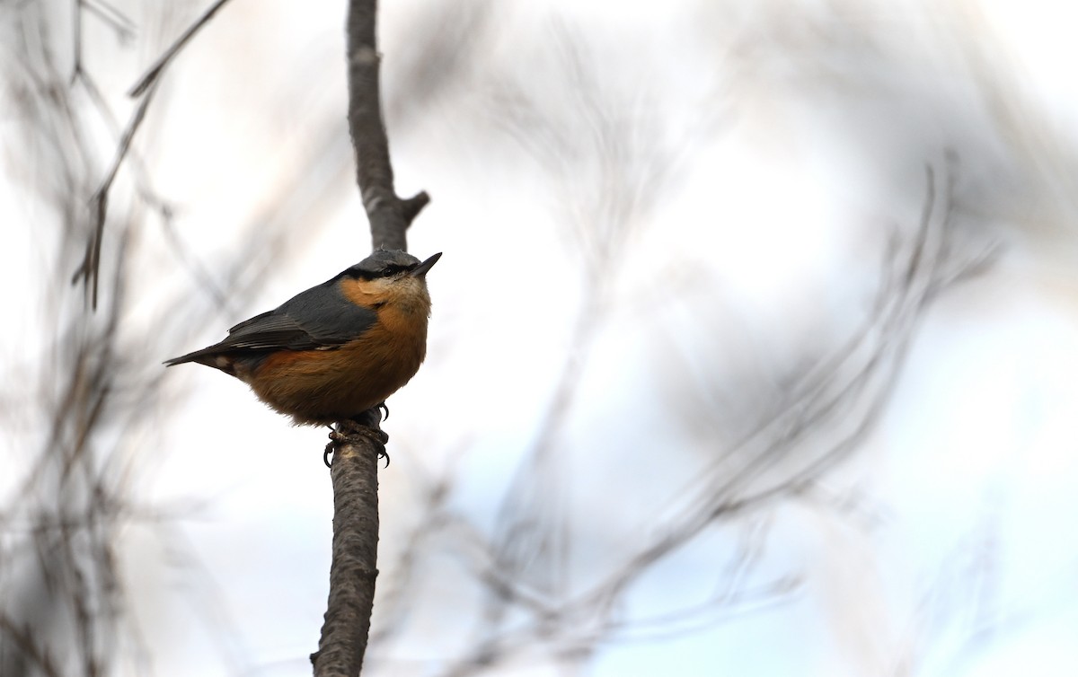 Eurasian Nuthatch (Chinese) - ML616974875