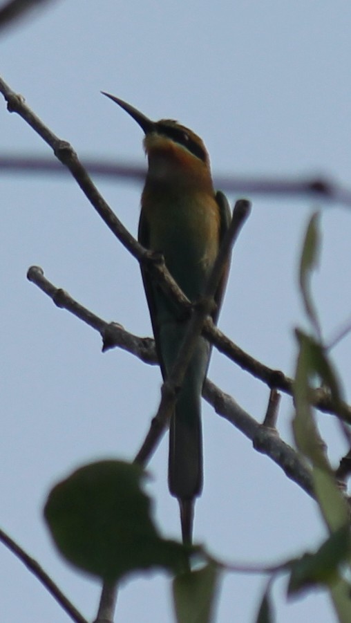 Blue-tailed Bee-eater - ML616974917