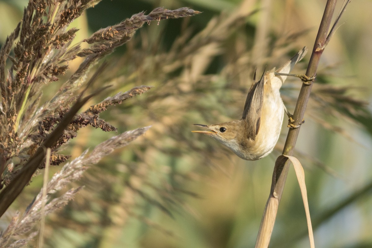 Common Reed Warbler - ML616974923