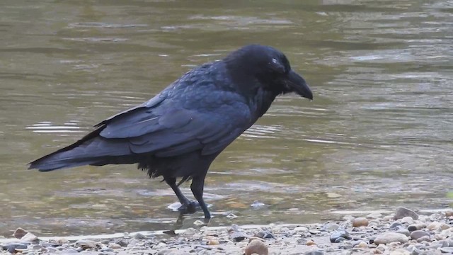 Common Raven - ML616974933