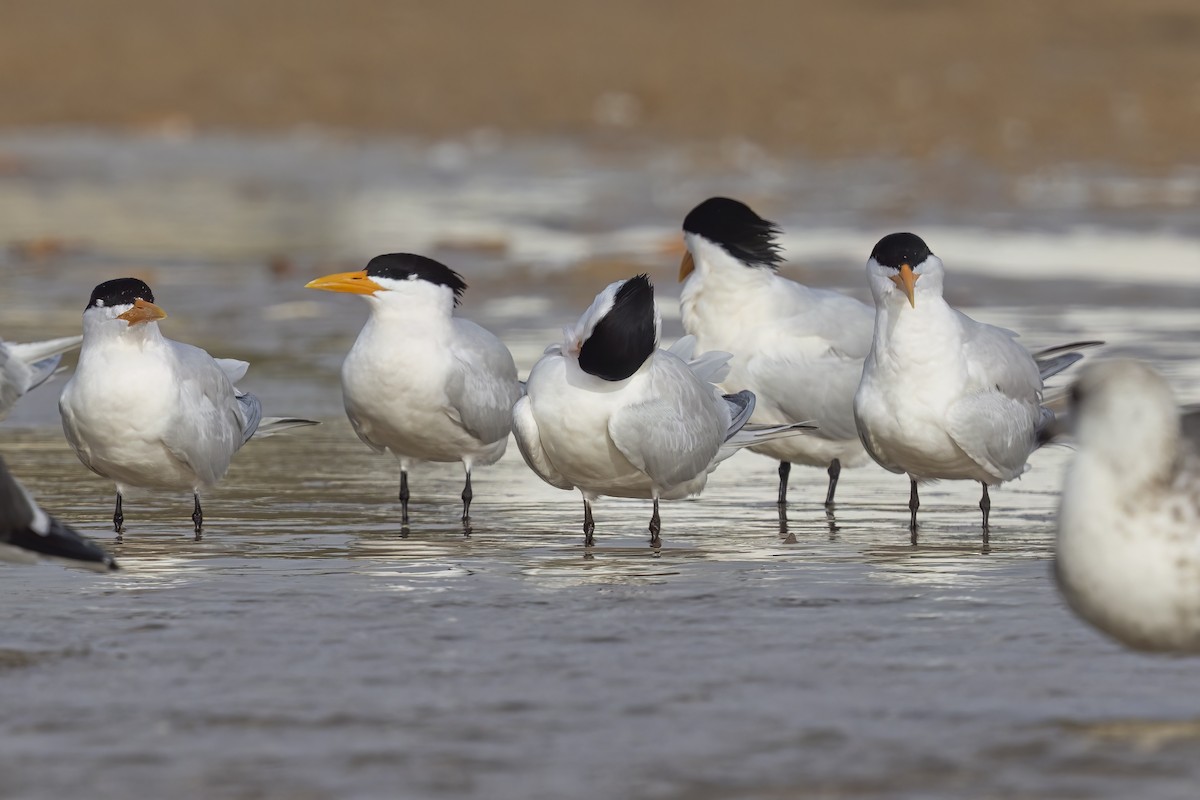 West African Crested Tern - ML616975114
