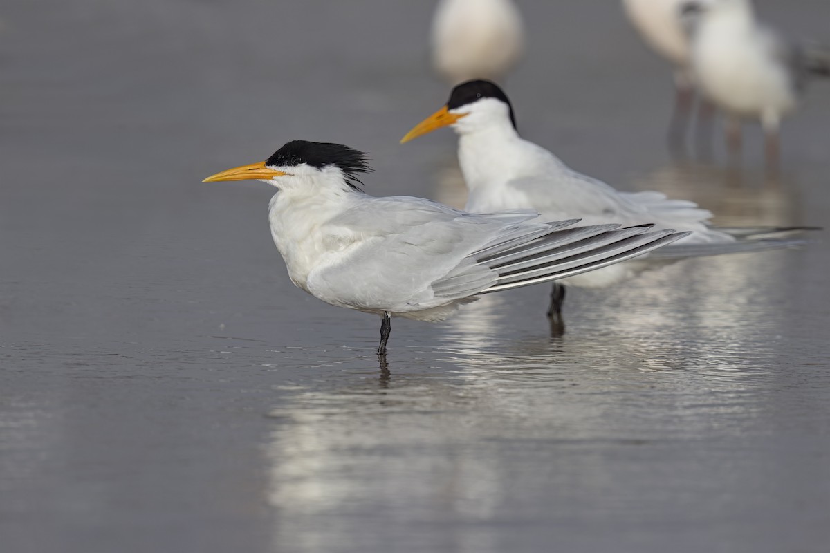West African Crested Tern - Marco Valentini