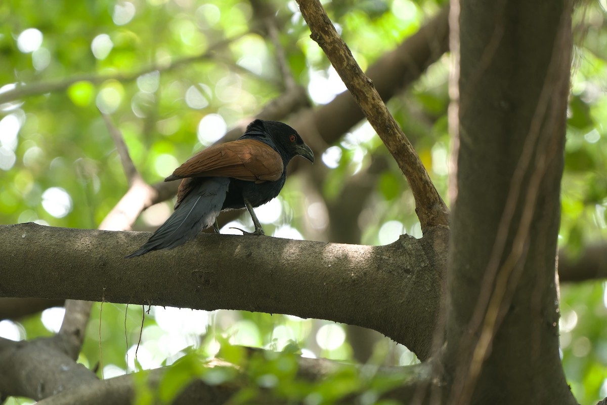 Greater Coucal (Greater) - ML616975127