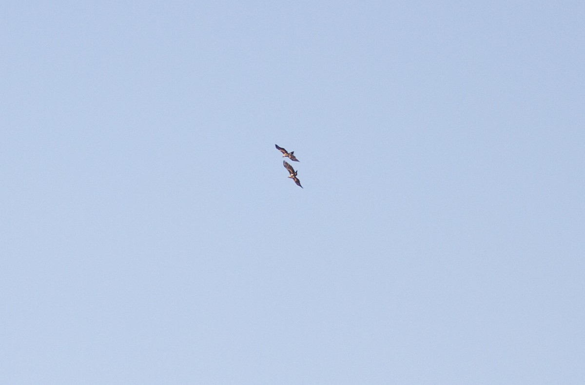 Wedge-tailed Eagle - ML616975140