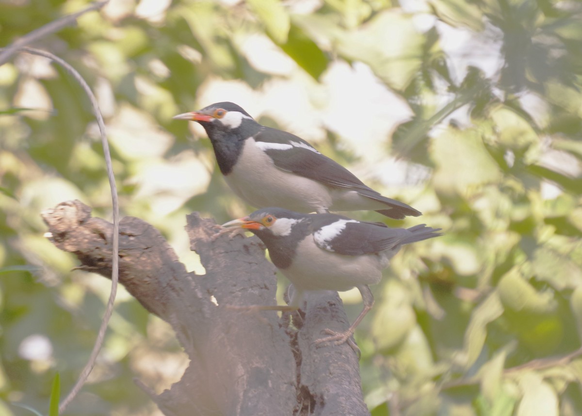Indian Pied Starling - ML616975251